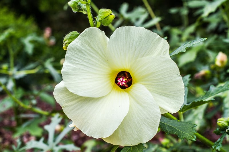 Edible Flowers