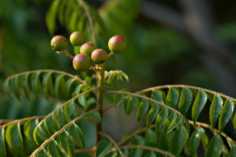 Healthy Plant