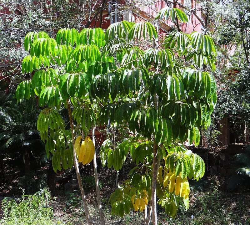 Indoor Tree